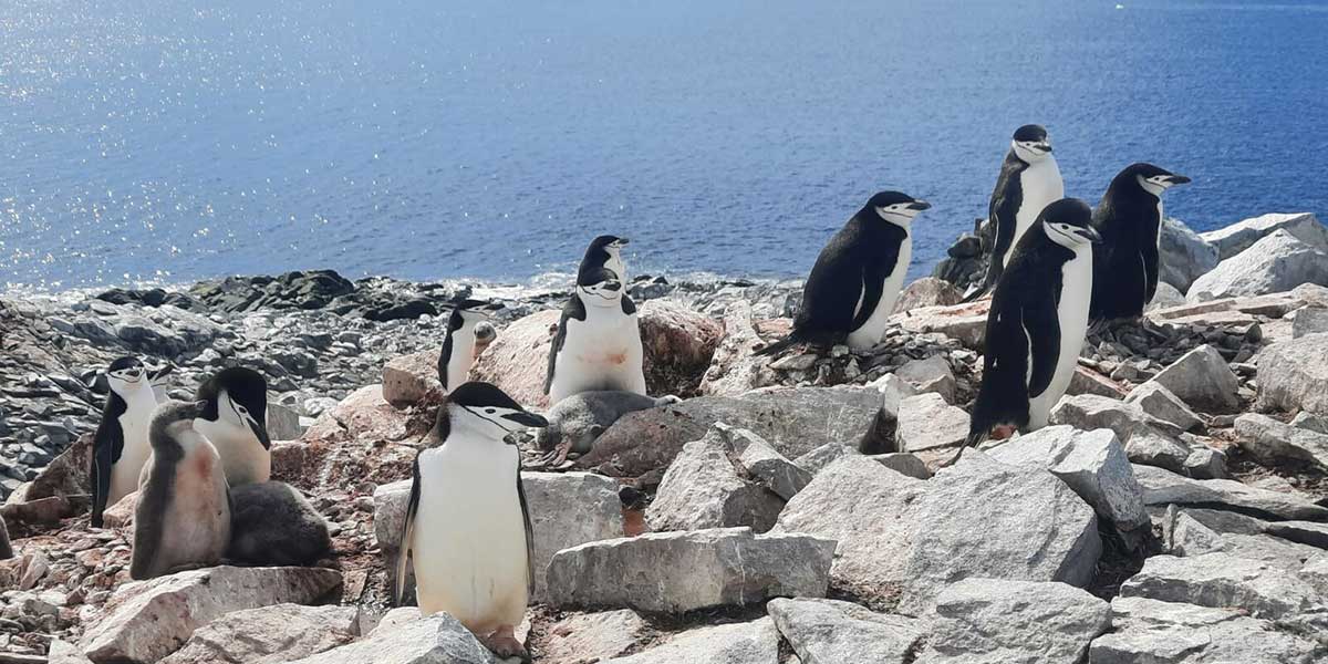 Descubren colonia de pingüinos en la Antártida