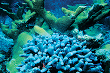Fascinating Marine World - Araceli Cano