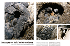 Tortugas en Bahía de Banderas - Eduardo Lugo