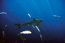 The Great White Shark In Mexico - Gerardo del Villar