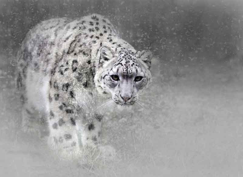 El leopardo de las nieves (Panthera uncia) está adaptado a vivir en el ambiente frío de la Cordillera del Himalaya. 