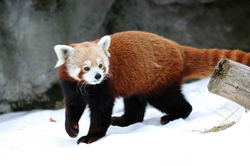The Lesser Panda, Red Panda or Red Cat-bear  (Ailurus fulgens), subsists mainly of bamboo
