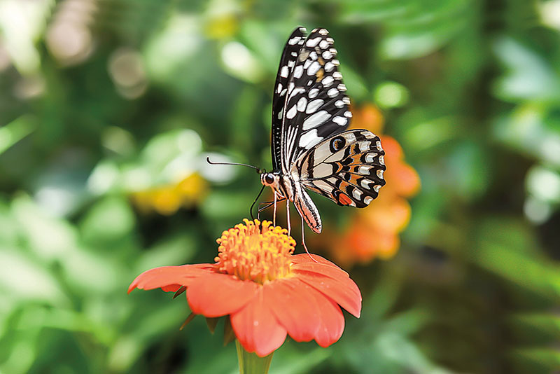 Amura, Camboya, Cambodia,  Banteay Srey Butterfly Centre (BBC) es un santuario para cientos de especies de mariposa. 