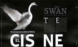 The Swan - Maruchy Behmaras