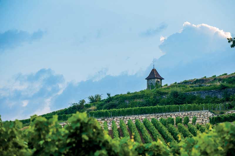 Amura,Región del vino,Ruta del vino,Francia,El arte de crear vino Francés,Las Regiones del vino, 