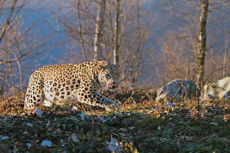 Amura,Irán,Un recorrido por la nación islámica,El leopardo de Persia, 