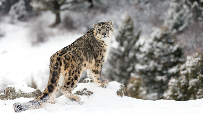 Amura, Amura World,Homenaje a la vida,El planeta tierra es una fábrica infinita de vida, Snow leopard.