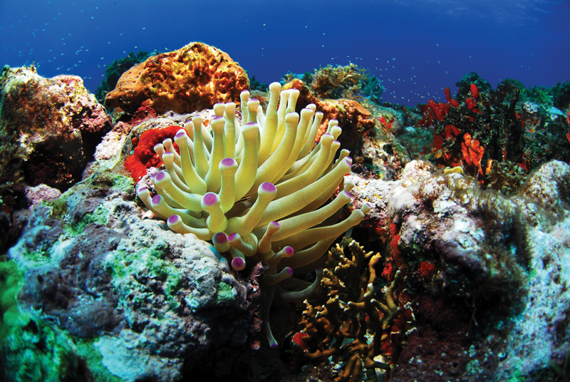 Amura, Amura World,Homenaje a la vida,La mar, Coral reefs are essential to life.