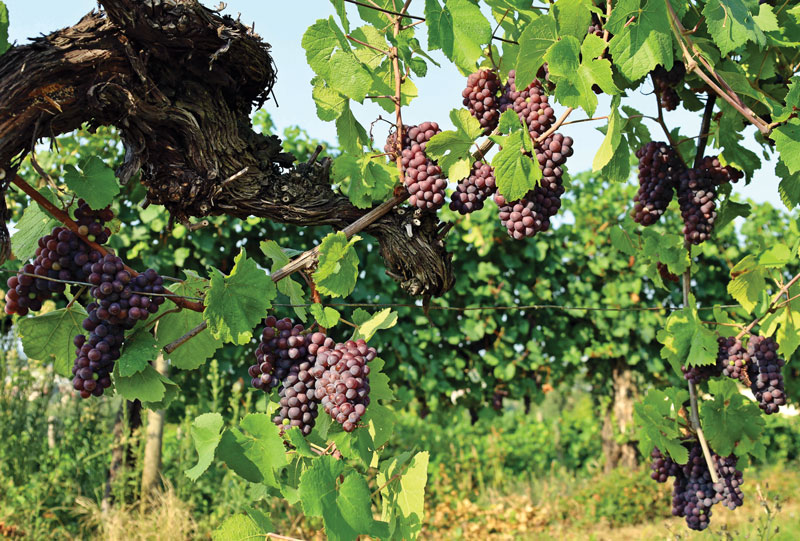 Amura,AmuraWorld,AmuraYachts,Tasmania,Australia, Uvas Pinot Gris. / Pinot Gris grapes.<br />
