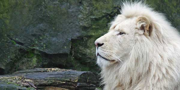 León blanco, un ejemplar en peligro de extinción