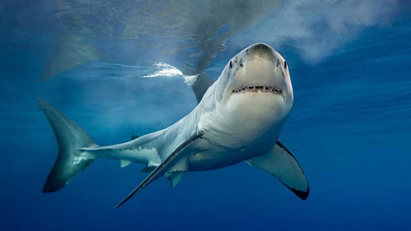 Amura,AmuraWorld,AmuraYachts, La sobreexplotación de la carne de tiburón, tiene a la especie en riesgo de extinción