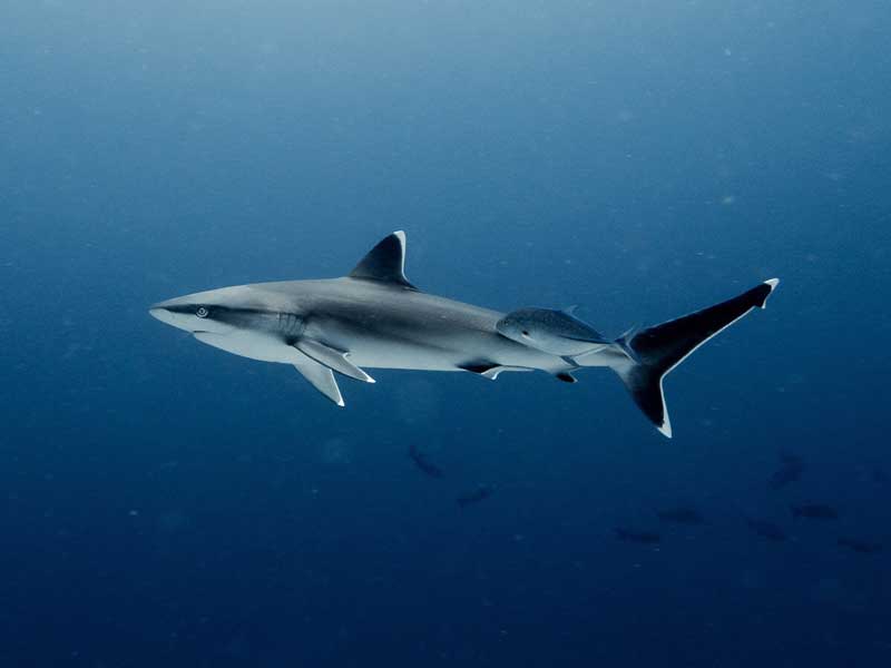 Amura,AmuraWorld,AmuraYachts, Existen en los océanos más de 500 especies de tiburones.