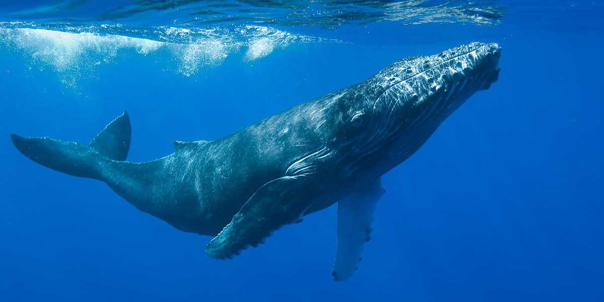 Urge proteger los corredores azules de las ballenas
