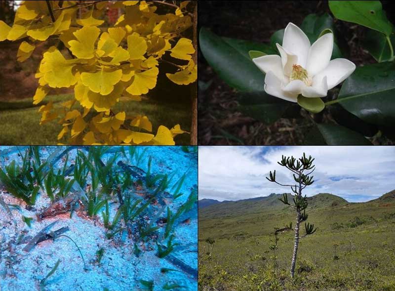 Amura,AmuraWorld,AmuraYachts, Se estudiaron 86,592 plantas de las casi 300,000 especies conocidas.