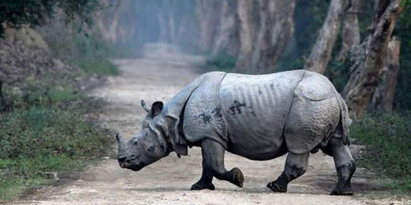 Aumenta la población de rinocerontes