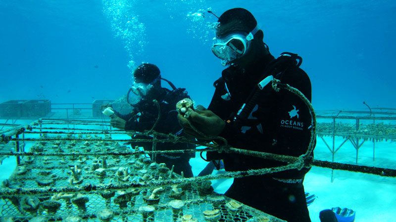Amura,AmuraWorld,AmuraYachts, Los equipos laboran tres días por la semana bajo el agua para cuidar el vivero de coral.