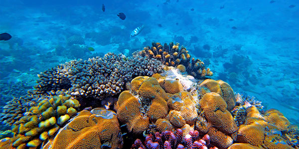 Restaurando los arrecifes de coral