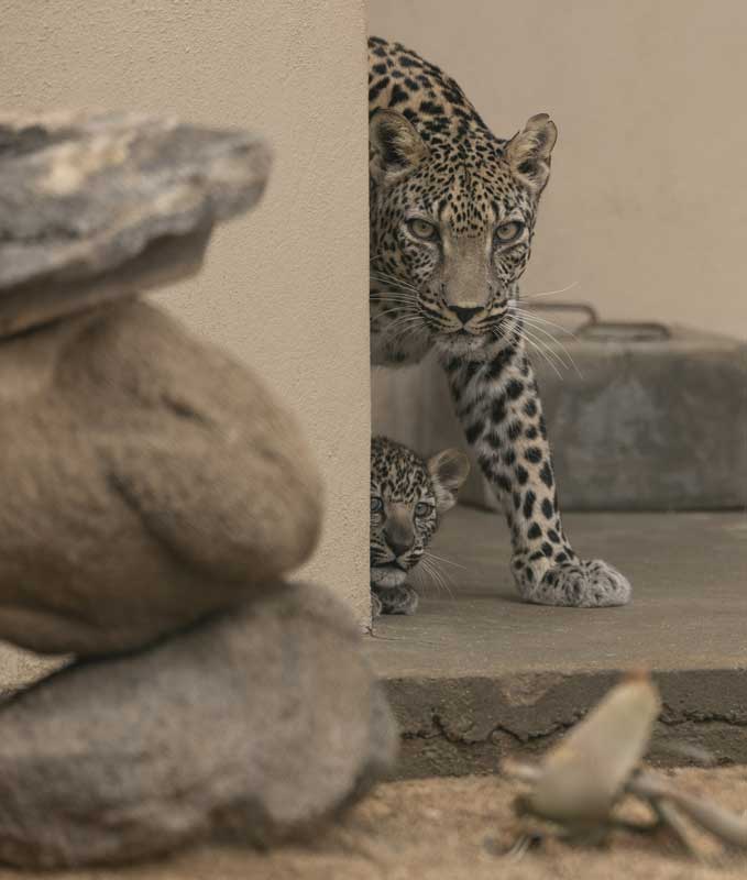 Amura,AmuraWorld,AmuraYachts, Ya nacieron las primeras crías en cautiverio de Leopardo de Arabia.