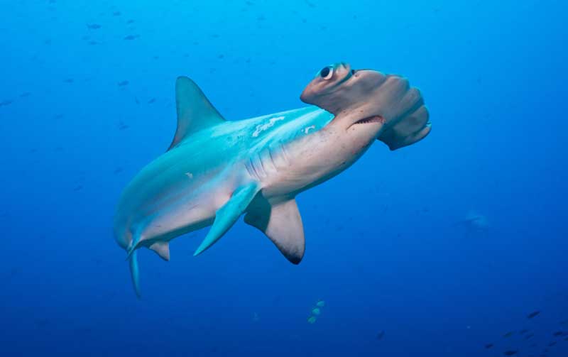 Amura,AmuraWorld,AmuraYachts, Los tiburones martillo son protegidos en las Galápagos. (<em>Foto: Max Bello</em>).