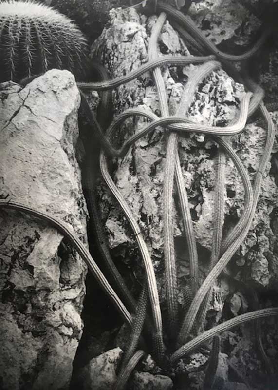 Amura,AmuraWorld,AmuraYachts, Brassaï (1899-1984), Cactus 1. Cereus (Spachicanus). Impresión plateada brillante vintage.