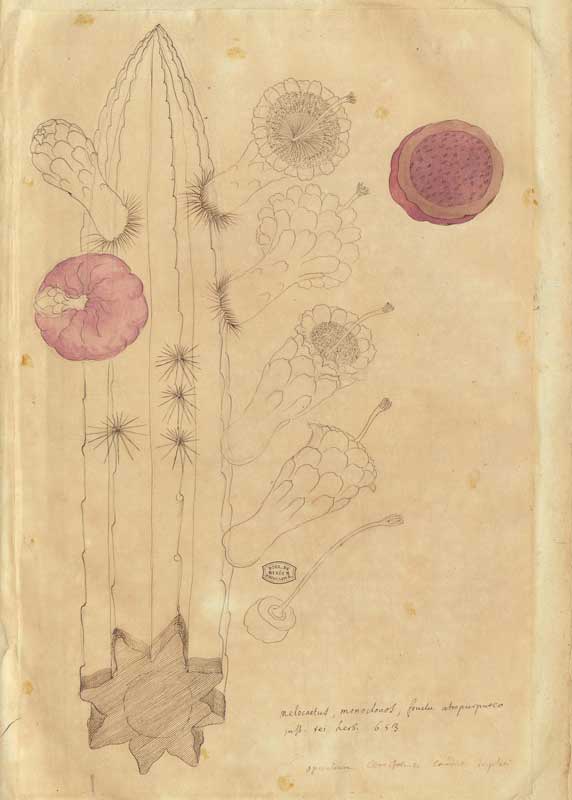 Amura,AmuraWorld,AmuraYachts, Charles Plumier (1646-1704), dibujo botánico.
