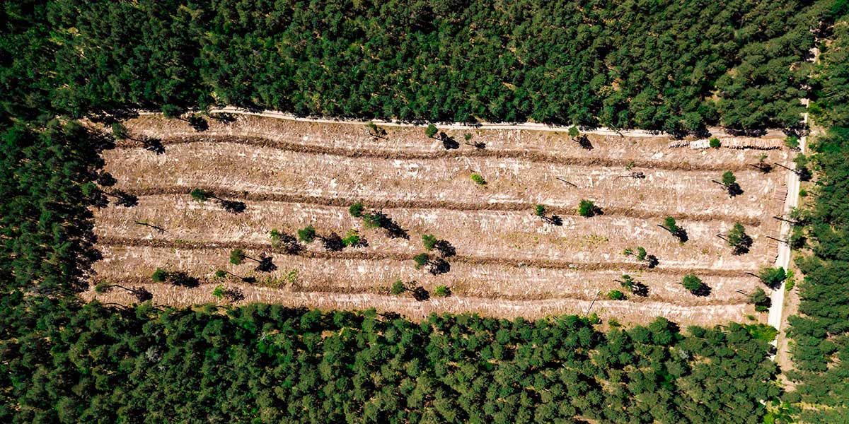 Contener la deforestación vía un enfoque paisajístico