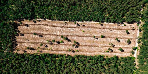 Contener la deforestación vía un enfoque paisajístico