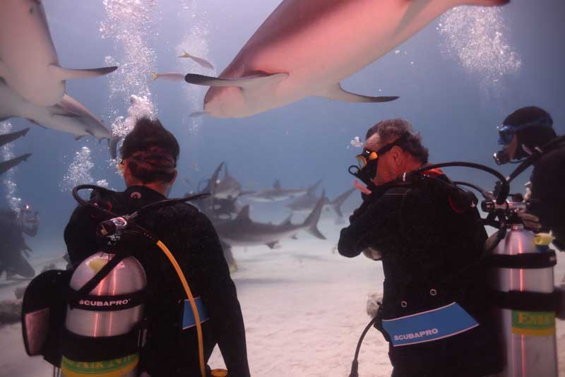 Amura,AmuraWorld,AmuraYachts, Bucear entre tiburones, una experiencia única.