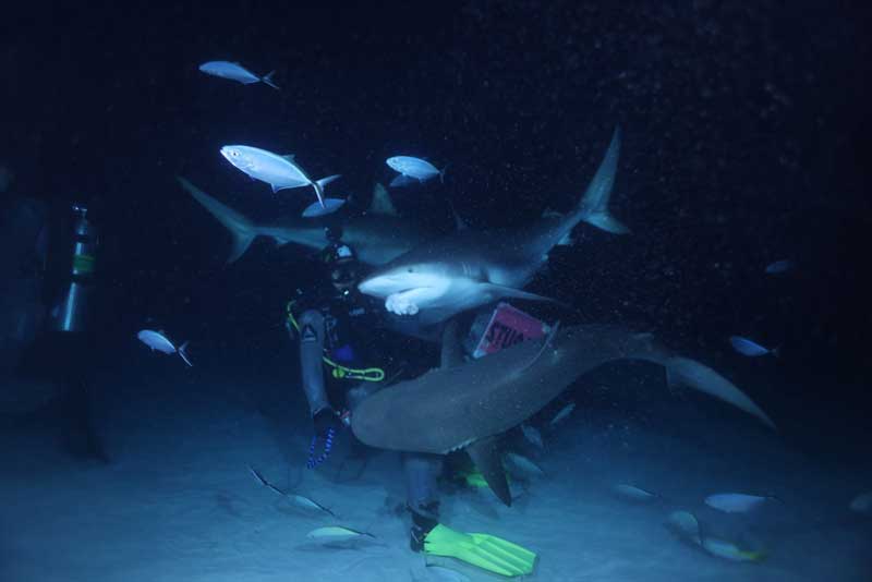 Amura,AmuraWorld,AmuraYachts, Un gran aprendizaje el buceo nocturno en una zona de tiburones.