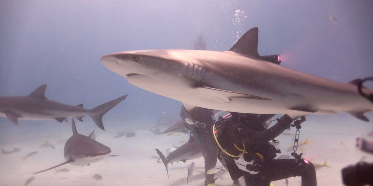 An encounter with sharks