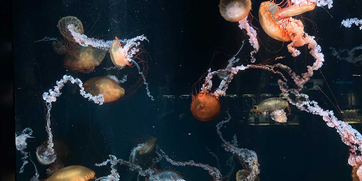 Luz y fantasía en el acuario de Kioto