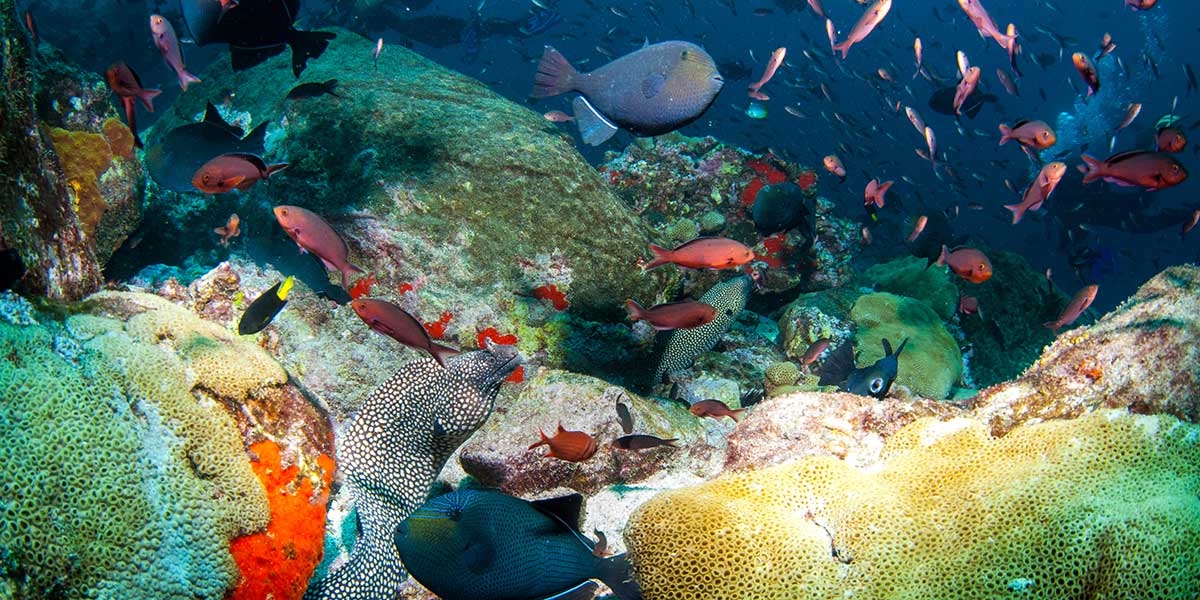 Los arrecifes de coral del Pacífico en una encrucijada