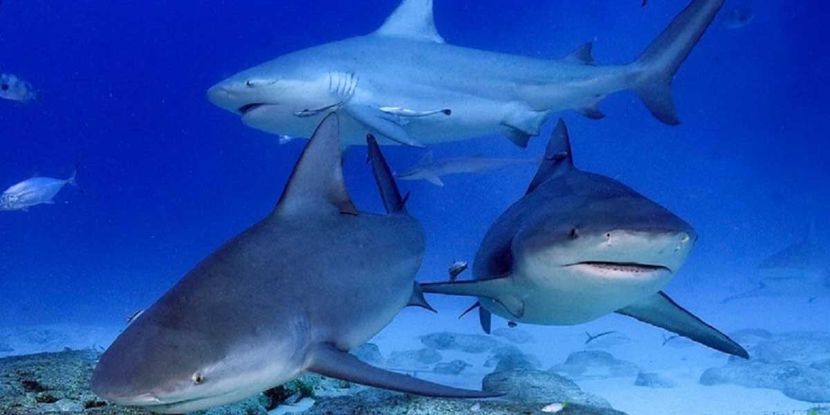 Sensibilización a favor de los tiburones