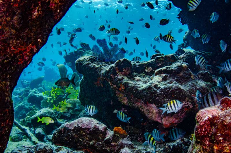 Amura,AmuraWorld,AmuraYachts, Blancpain Ocean Commitment realiza un importante apoyo a la protección de los arrecifes de coral.