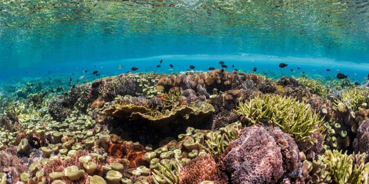 Conservar los arrecifes de coral es salvar el océano