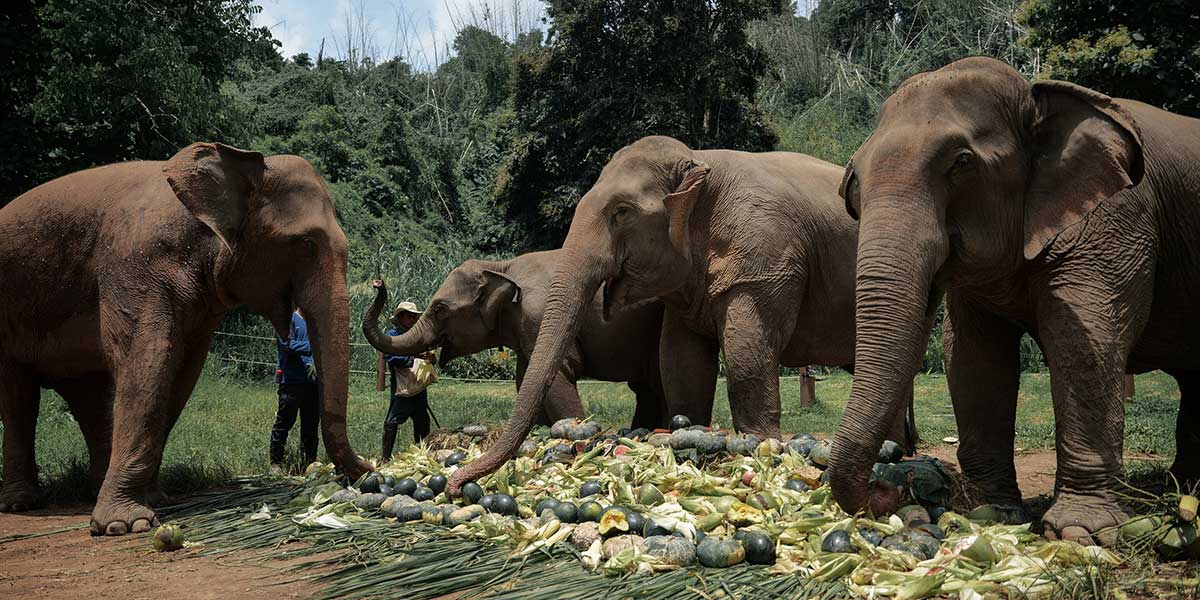 Fomentan el respeto al elefante