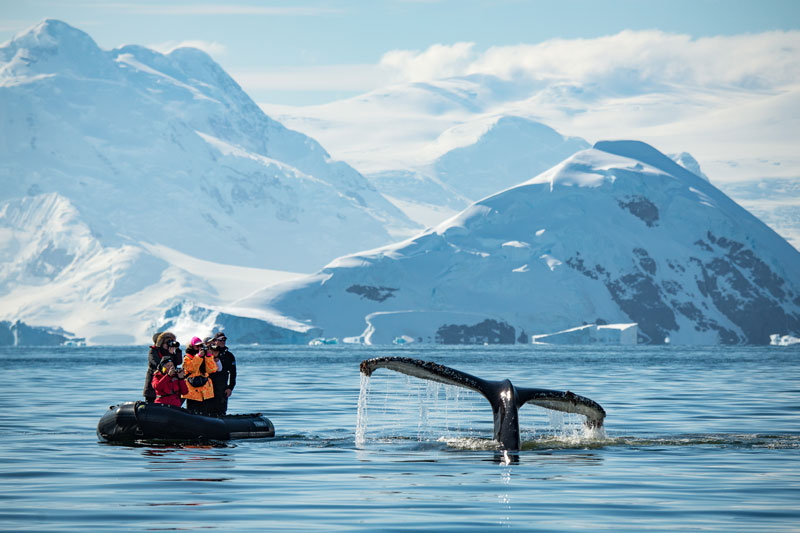 Amura,AmuraWorld,AmuraYachts, En la Antártida, los viajeros pueden observar de cerca a las ballenas jorobadas. Foto: Justin Hofman/EYOS.