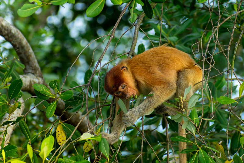 Amura,AmuraWorld,AmuraYachts, <em>Un refrigerio en el bosque de manglares</em> - Fauna (Mamíferos) – Ganador: Satwika Satria, Indonesia.