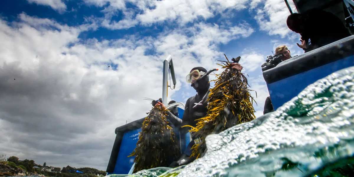 Apoyo a la restauración del bosque de algas marinas