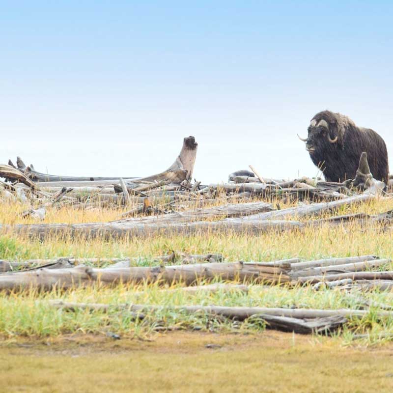 Amura,AmuraWorld,AmuraYachts, No pierdas la oportunidad de conocer la fauna canadiense. (Ponant/Olivier Blaud).