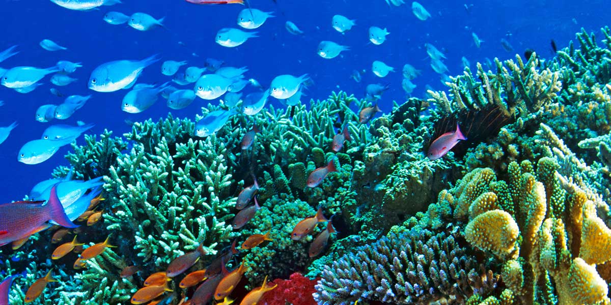 Por la salvación de los arrecifes de coral