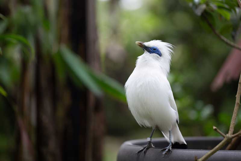 Amura,AmuraWorld,AmuraYachts, Las parejas de estorninos de Bali mantienen vínculos para toda la vida.