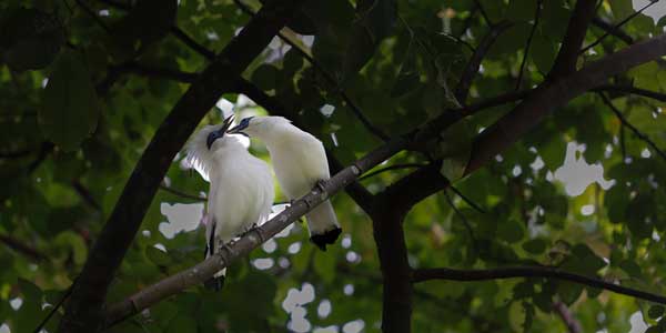 Salvando al estornino de Bali