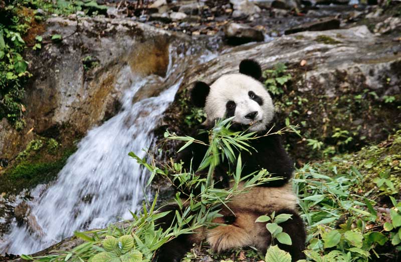 Amura,AmuraWorld,AmuraYachts, La científica ambiental <strong>Binbin Li</strong> creó un enfoque sostenible para el pastoreo de ganado para proteger el hábitat del panda salvaje.