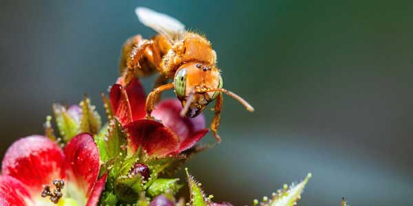 Rolex Awards, a proyectos de impacto global