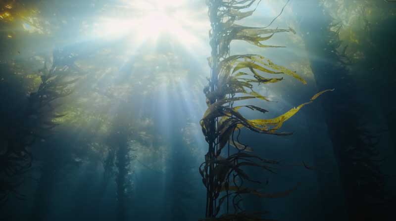 Amura,AmuraWorld,AmuraYachts, Los bosques marinos ocultos son los ecosistemas más subestimados del planeta.