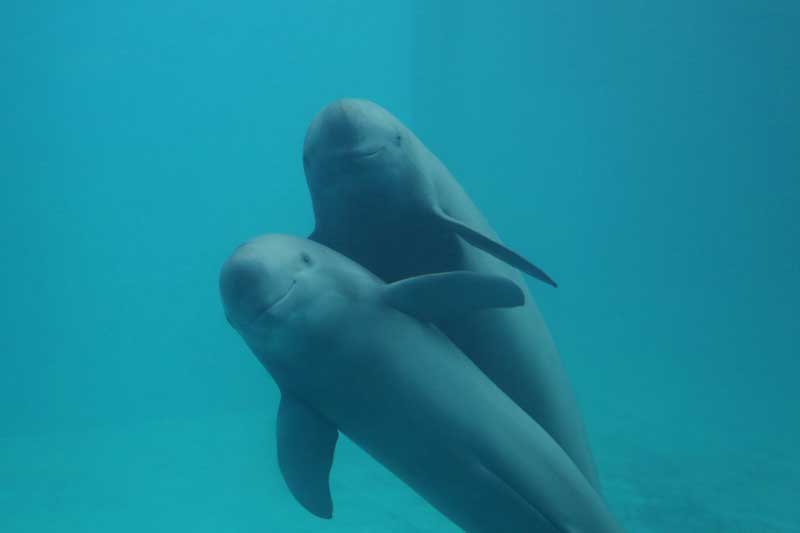 Amura,AmuraWorld,AmuraYachts, La marsopa sin aleta dorsal del río Yangtse está en peligro crítico de extinción.