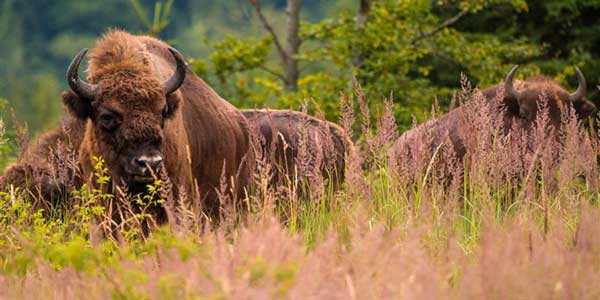 Organizaciones que están cambiando el mundo