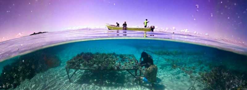 Amura,AmuraWorld,AmuraYachts, Vivero de arrecifes de coral, Fiyi. Crédito foto: C4C.
