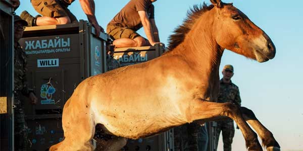Retornan a las praderas los caballos salvajes
